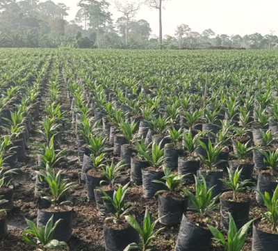 Field transformed into a nursery of palm oil trees. The nursery extends far away and stops with high trees of something similar to a preserved tropical forest. The field is full of aligned PalmElit seedlings in Ivory Cost. The seeldings are aligned in triangles to limit the competition.
