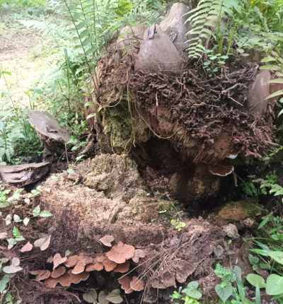 L'image présente un tronc (stipe) de palmier à huile récemment tombé suite à sa contamination par le champignon mortel du palmier à huile, appelé Ganoderma. Le champignon s'est développé à la base du tronc qui a pourri et a fini par céder à son propre poids. On remarque la présence du Ganoderma via les nombreux sporophores (fruits du champignon) sortant du tronc. L'aspect de ces sporophores est caractéristique. Brun au dessus et blanc en dessous avec une forme circulaire et plate qui s'étend horizontalement. Le tronc est quant à lui pourri avec un aspect de bois effritable de couleur brune très claire.