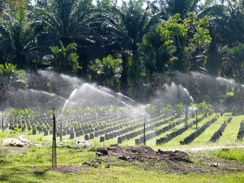 Plantation de pépinière de palmiers à huile avec irrigation