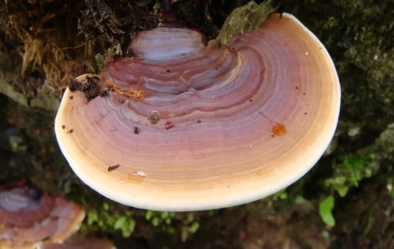 Ganoderma sur un palmier