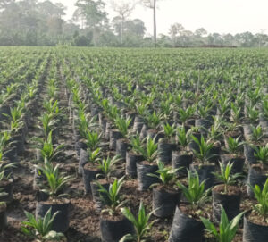 Field transformed into a nursery of palm oil trees. The nursery extends far away and stops with high trees of something similar to a preserved tropical forest. The field is full of aligned PalmElit seedlings in Ivory Cost. The seeldings are aligned in triangles to limit the competition of sunlight.