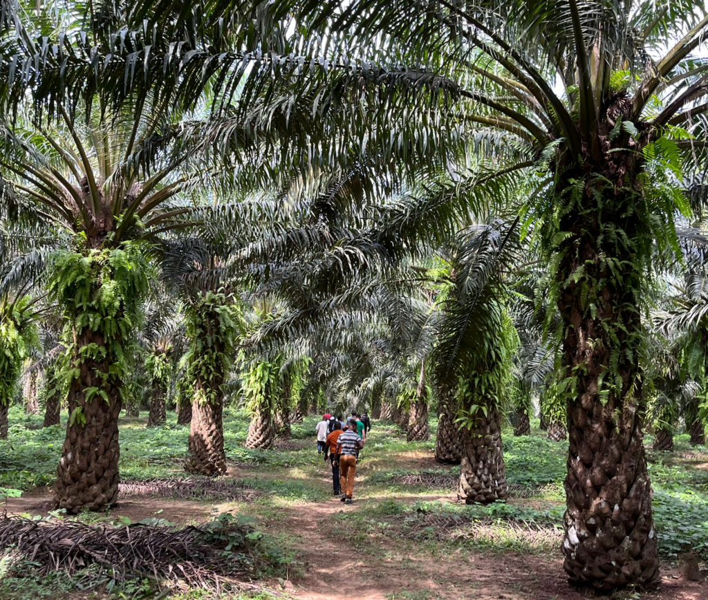 Un groupe d'individus marchant entre des rangés de palmiers à huile d'une hauteur d'environ 5m. Les palmiers sont probablement agés de 7 à 9 ans. Les palmiers sont parfaitement entretenues pour une plantation. Des cercles autour du pied du palmier est nettoyé et mis à nu. Les feuilles de palmiers sont placées les unes sur les autres de façon perpendiculaire au chemin et entre chaque palmier.