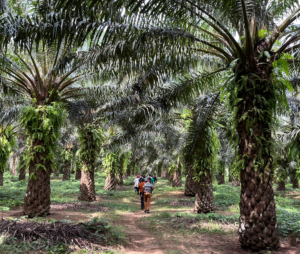 Un groupe d'individus marchant entre des rangés de palmiers à huile d'une hauteur d'environ 5m. Les palmiers sont probablement agés de 7 à 9 ans. Les palmiers sont parfaitement entretenues pour une plantation. Des cercles autour du pied du palmier est nettoyé et mis à nu. Les feuilles de palmiers sont placées les unes sur les autres de façon perpendiculaire au chemin et entre chaque palmier.