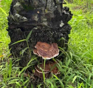 L'image montre un tronc (stipe) de palmier à huile infecté par un champignon plat, blanc et marron avec forme circulaire sortant du tronc appelé Ganoderma.