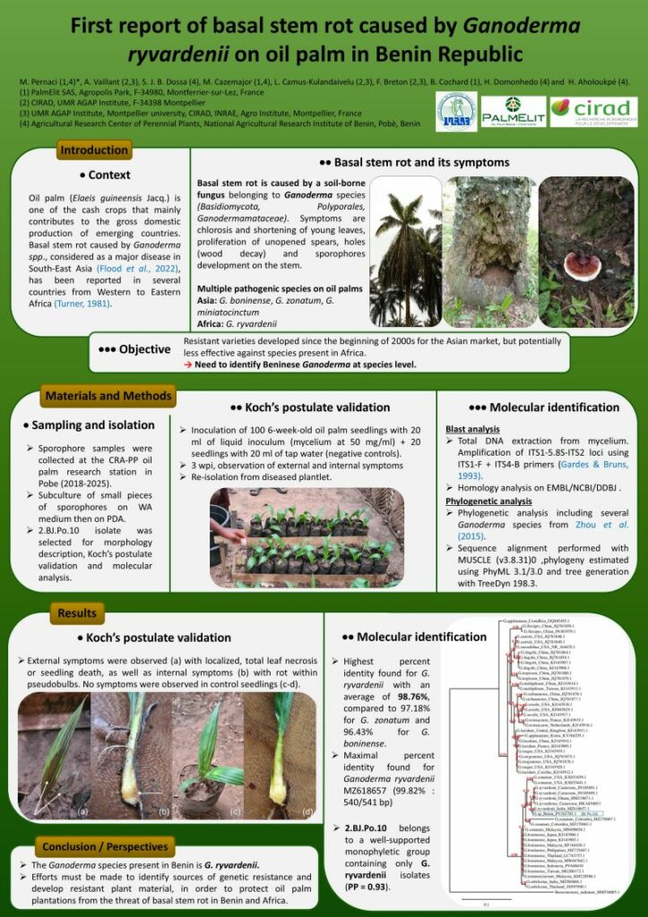 M. Pernaci (1,4)*, A. Vaillant (2,3), S. J. B. Dossa (4), M. Cazemajor (1,4), L. Camus-Kulandavelu (2,3), F. Breton (2,3), B. Cochard (1), H. Domonhedo (4) and H. Aholoukpe (4)

(1) PalmElit SAS, Agropolis Park, F-34980, Montferrier-sur-Lez, France
(2) CIRAD, UMR AGAP Institute, F-34398 Montpellier
(3) UMR AGAP Institute, Montpellier University, CIRAD, INRAE, Agro Institute, Montpellier, France
(4) Agricultural Research Center of Perennial Plants, National Agricultural Research Institute of Benin, Pobè, Benin

Introduction
Context

Oil palm (Elaeis guineensis Jacq.) is one of the cash crops that mainly contributes to the gross domestic production of emerging countries.
Basal stem rot caused by Ganoderma spp., considered as a major disease in South-East Asia (Flood et al., 2022), has been reported in several countries from Western to Eastern Africa (Turner, 1981).

Basal stem rot and its symptoms

Basal stem rot is caused by a soil-borne fungus belonging to Ganoderma species (Basidiomycota, Polyporales, Ganodermataceae).
Symptoms are chlorosis and shortening of young leaves, proliferation of unopened spears, holes (wood decay) and sporophores development on the stem.

Multiple pathogenic species on oil palms
Asia: G. boninense, G. zonatum, G. miniatocinctum
Africa: G. ryvardeni

Objective

Resistant varieties developed since the beginning of 2000s for the Asian market, but potentially less effective against species present in Africa.
→ Need to identify Beninese Ganoderma at species level.

Materials and Methods
Sampling and isolation
Sporophore samples were collected at the CRA-PP oil palm research station in Pobè (2018–2025).
Subculture of small pieces of sporophores on WA medium then on PDA.
B.J.Po.10 isolate was selected for morphology description, Koch’s postulate validation and molecular analysis.
Koch’s postulate validation
Inoculation of 100 6-week-old oil palm seedlings with 20 ml of liquid inoculum (mycelium at 50 mg/ml) + 20 seedlings with 20 ml of tap water (negative controls).
3 wpi, observation of external and internal symptoms
Re-isolation from diseased plantlet
Molecular identification
Blast analysis
Total DNA extraction from mycelium.
Amplification of ITS1-5.8S-ITS2 loci using ITS1-F + ITS4-B primers (Gardes & Bruns, 1993).
Homology analysis on EMBL/NCBI/DBJ.
Phylogenetic analysis
Phylogenetic analysis including several Ganoderma species from Zhou et al. (2015).
Sequence alignment performed with MUSCLE (v3.8.31.0), phylogeny estimated using PhyML 3.1/3.0 and tree generation with TreeDyn 198.3.
Results
Koch’s postulate validation
External symptoms were observed (a) with localized, total leaf necrosis or seedling death, as well as internal symptoms (b) with rot within pseudobulbs.
No symptoms were observed in control seedlings (c-d).
Molecular identification
Highest percent identity found for G. ryvardeni with an average of 98.76%, compared to 97.18% for G. zonatum and 96.43% for G. boninense.
Maximal percent identity found for Ganoderma ryvardeni MZ618657 (99.82% : 540/541 bp).

→ B.J.Po.10 belongs to a well-supported monophyletic group containing only G. ryvardeni isolates (PP = 0.93).

Conclusion / Perspectives

The Ganoderma species present in Benin is G. ryvardeni.
Efforts must be made to identify sources of genetic resistance and develop resistant plant material, in order to protect oil palm plantations from the threat of basal stem rot in Benin and Africa.