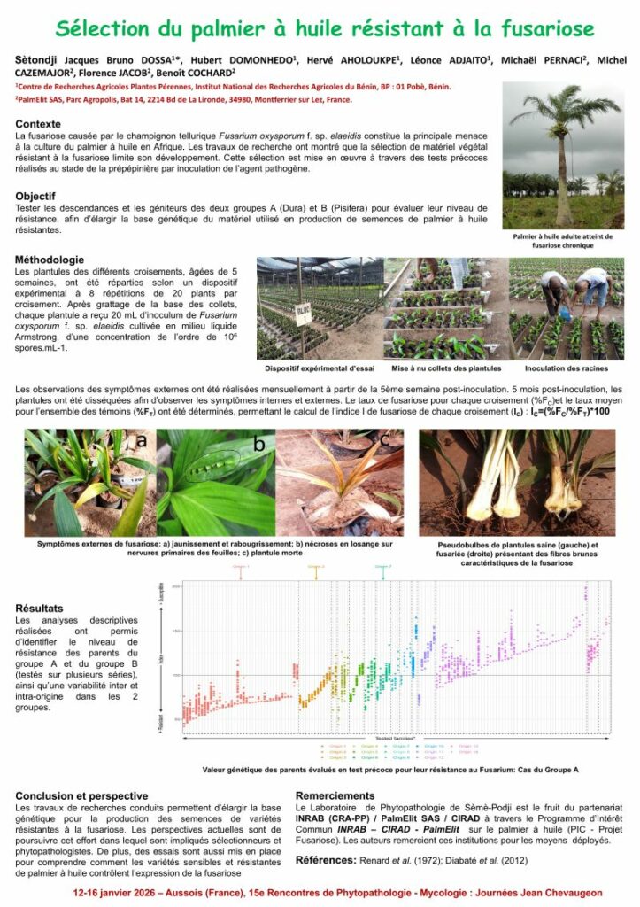 Sètodnji Jacques Bruno DOSSA¹*, Hubert DOMONHEDO¹, Hervé AHOLOUKPE¹, Léonce ADJATO¹, Michaël PERNACI², Michel CAZEMAJOR², Florence JACOB², Benoît COCHARD²

¹Centre de Recherches Agricoles Plantes Pérennes, Institut National des Recherches Agricoles du Bénin, BP : 01 Pobè, Bénin.
²PalmElit SAS, Parc Agropolis, Bat 14, 2214 Bd de la Lironde, 34980, Montferrier sur Lez, France.

Contexte

La fusariose causée par le champignon tellurique Fusarium oxysporum f. sp. elaeidis constitue la principale menace à la culture du palmier à huile en Afrique.
Les travaux de recherche ont montré que la sélection de matériel végétal résistant à la fusariose limite son développement. Cette sélection est mise en œuvre à travers des tests précoces réalisés au stade de la prépépinière par inoculation de l’agent pathogène.

Objectif

Tester les descendances et les géniteurs des deux groupes A (Dura) et B (Pisifera) pour évaluer leur niveau de résistance, afin d’élargir la base génétique du matériel utilisé en production de semences de palmier à huile résistantes.

Méthodologie

Les plantules des différents croisements, âgées de 5 semaines, ont été réparties selon un dispositif expérimental à 8 répétitions de 20 plants par croisement.
Après grattage de la base des collets, chaque plantule a reçu 20 mL d’inoculum de Fusarium oxysporum f. sp. elaeidis cultivé en milieu liquide Armstrong, d’une concentration de l’ordre de 10⁶ spores.mL⁻¹.

Les observations des symptômes externes ont été réalisées mensuellement à partir de la 5ᵉ semaine post-inoculation.
5 mois post-inoculation, les plantules ont été disséquées afin d’observer les symptômes internes et externes.
Le taux de fusariose pour chaque croisement (%Fₑ) et le taux moyen pour l’ensemble des témoins (%Fₜ) ont été déterminés, permettant le calcul de l’indice de fusariose de chaque croisement (Ic) :
Ic = (%Fₑ / %Fₜ) × 100

Résultats

Les analyses descriptives réalisées ont permis d’identifier le niveau de résistance des parents du groupe A et du groupe B (testés sur plusieurs séries), ainsi qu’une variabilité inter et intra-origine dans les 2 groupes.

Conclusion et perspective

Les travaux de recherche conduits permettent d’élargir la base génétique pour la production des semences de variétés résistantes à la fusariose.
Les perspectives actuelles sont de poursuivre cet effort dans lequel sont impliqués sélectionneurs et phytopathologistes.
De plus, des essais sont aussi mis en place pour comprendre comment les variétés sensibles et résistantes de palmier à huile contrôlent l’expression de la fusariose.

Remerciements

Le Laboratoire de Phytopathologie de Sèmè-Podji est le fruit du partenariat INRAB (CRA-PP) / PalmElit SAS / CIRAD à travers le Programme d’Intérêt Commun INRAB – CIRAD – PalmElit sur le palmier à huile (PIC - Projet Fusariose).
Les auteurs remercient ces institutions pour les moyens déployés.

Références

Renard et al. (1972); Diabaté et al. (2012)

12–16 janvier 2026 – Aussois (France), 15e Rencontres de Phytopathologie - Mycologie : Journées Jean Chevaugeon