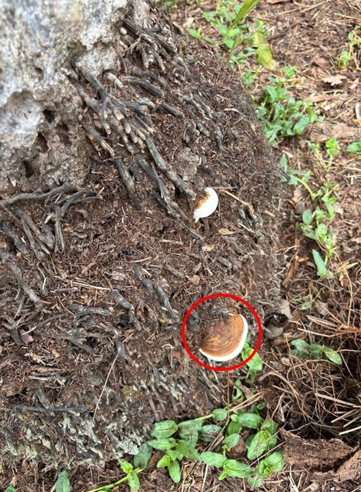 Un carpophore est présent sur le tronc d'un palmier à huile. Le carpophore est la partie visible du ganoderma, une maladie qui détruit les plantations de palmiers à huile dans le monde.