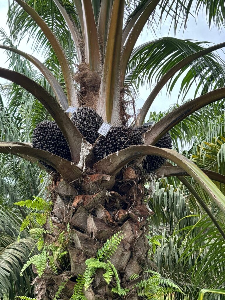 Oil Palm full of bunches used for seed production in Benin.